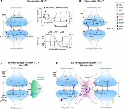 Lights on Endocannabinoid-Mediated Synaptic Potentiation